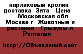 карликовый кролик. доставка. Зита › Цена ­ 500 - Московская обл., Москва г. Животные и растения » Грызуны и Рептилии   